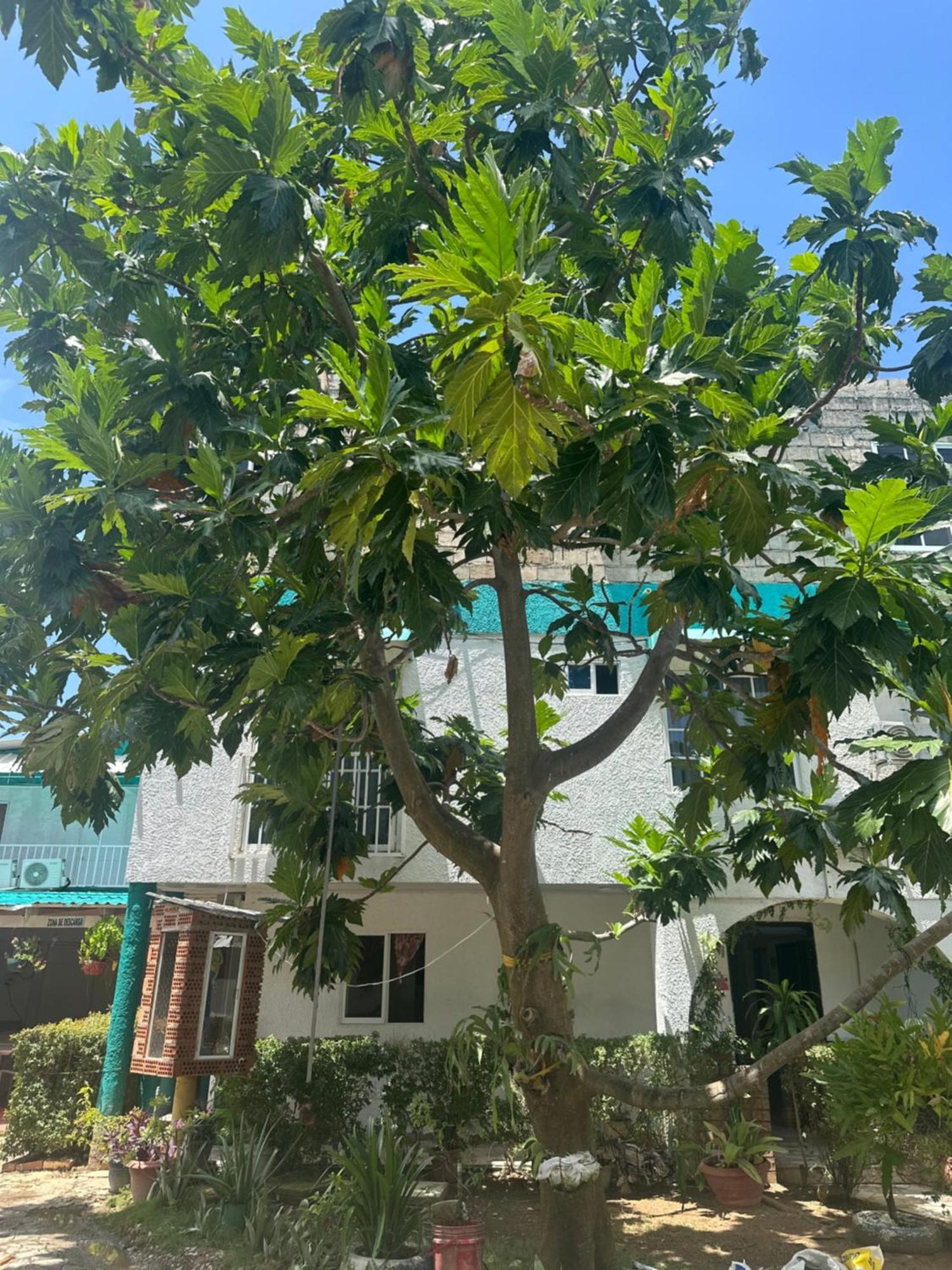 San Andrés Hosteria Cattleya מראה חיצוני תמונה